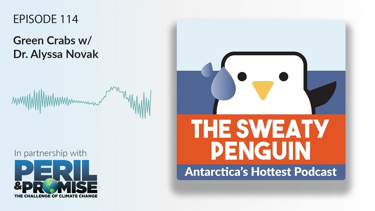 Green Crabs Are Decimating Coastal Ecosystems and Shellfish Industries