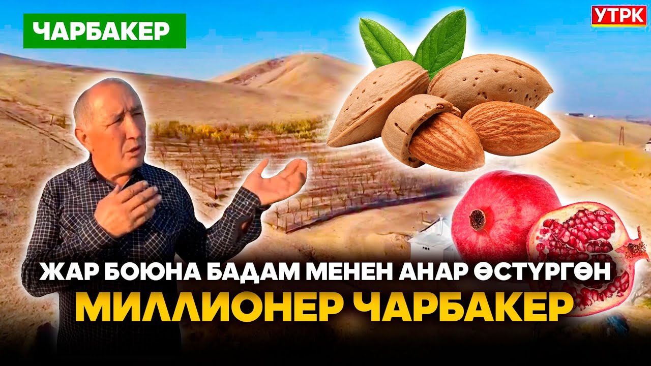 Жар боюна бадам менен анар өстүргөн миллионер Чарбакер // ЧАРБАКЕР берүүсү