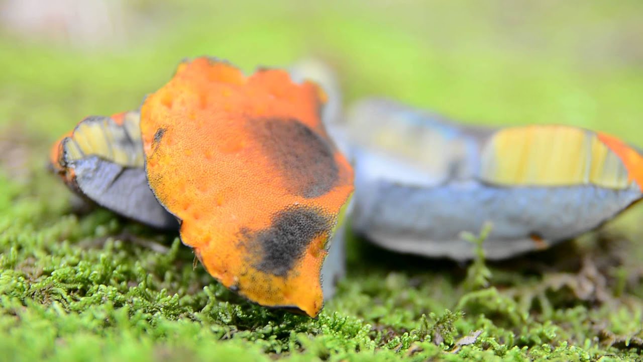 boletus luridiformis / erythropus
