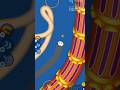 worms zone io shorts wormszone gaming trending viral worms zone io shorts wormszone gaming trending viral