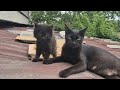 The mother cat didn&rsquo;t take her eyes off me until she knew her kitten was safe.