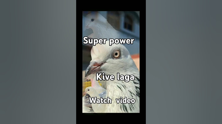 ਇਹ🕊 ਕਬੂਤਰ ਕਿਵੇਂ ਲੱਗਾ🔥 #short#pigeon #comedyvideos#kabutarbazi#ਕਬੂਤਰ #show Kabutar#karanaujla #sidhu