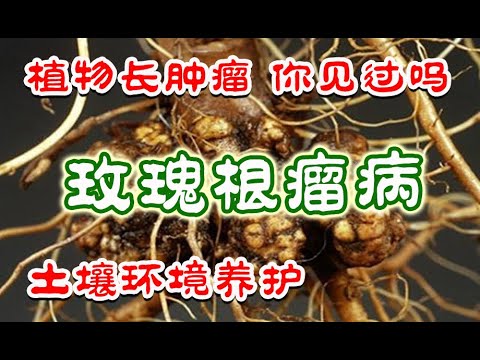 玫瑰根瘤病 - 植物长肿瘤你见过吗？玫瑰的空调房 （植物诊所）