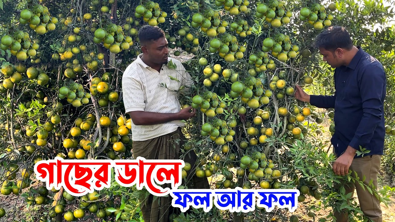 গাছের ডালে ফল আর ফল- নতুন জাতের কমলা বাণিজ্য চাষ করা যাবে কিনা বিস্তারিত জানুন এই ভিডিওতে