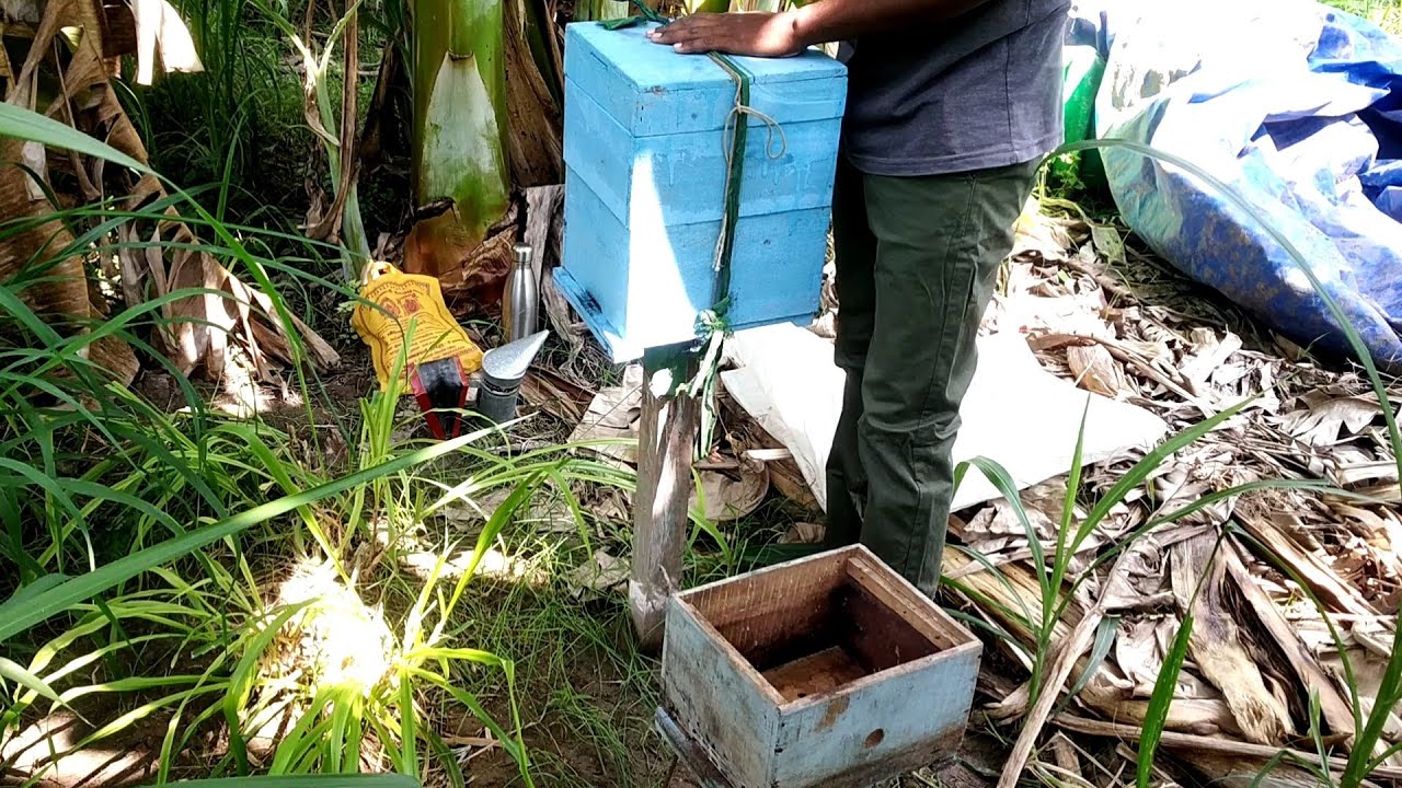 Inspecting the brood chamber and removing the drone cells