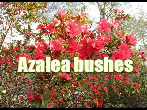 Azalea