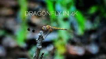 Dragonfly in 4K |Dragonfly in Slow Motion|Dragonfly 4k Ultra HD