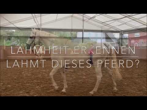 Video: Lahmes Pferd: Wie Es War
