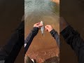 #kanama #smartbait #釣り #fishing 🎣 Kanama Smart Bait - Bringing Dead Bait Fish to Life.