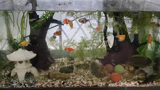 いつぞやのMIX金魚水槽