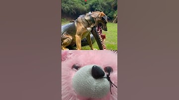 what is this dog merge crocodile 🐊 merge 🤔🤔🤔 #short