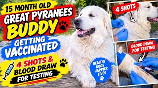 Vaccination day for Buddy,Great Pyranees. He got 4 shots & blood drawn like a good big boy
