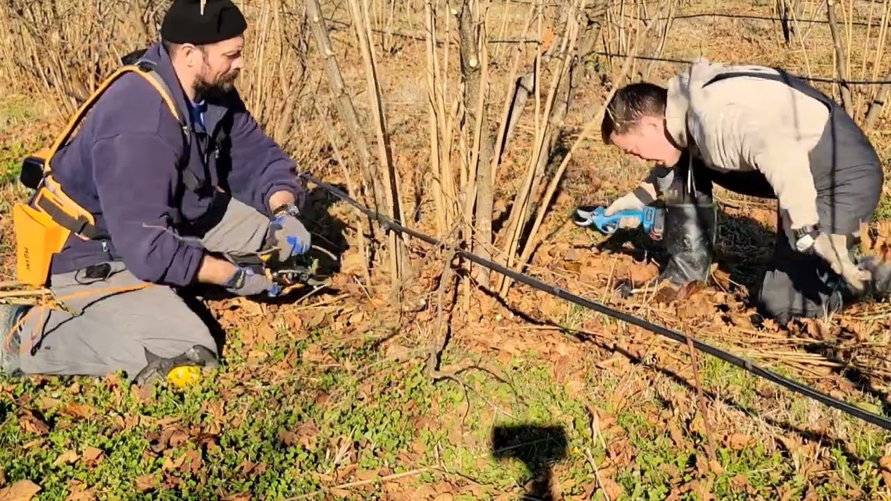 Hazelnut pruning (unedited video), Rezidba lješnika, nesređen video