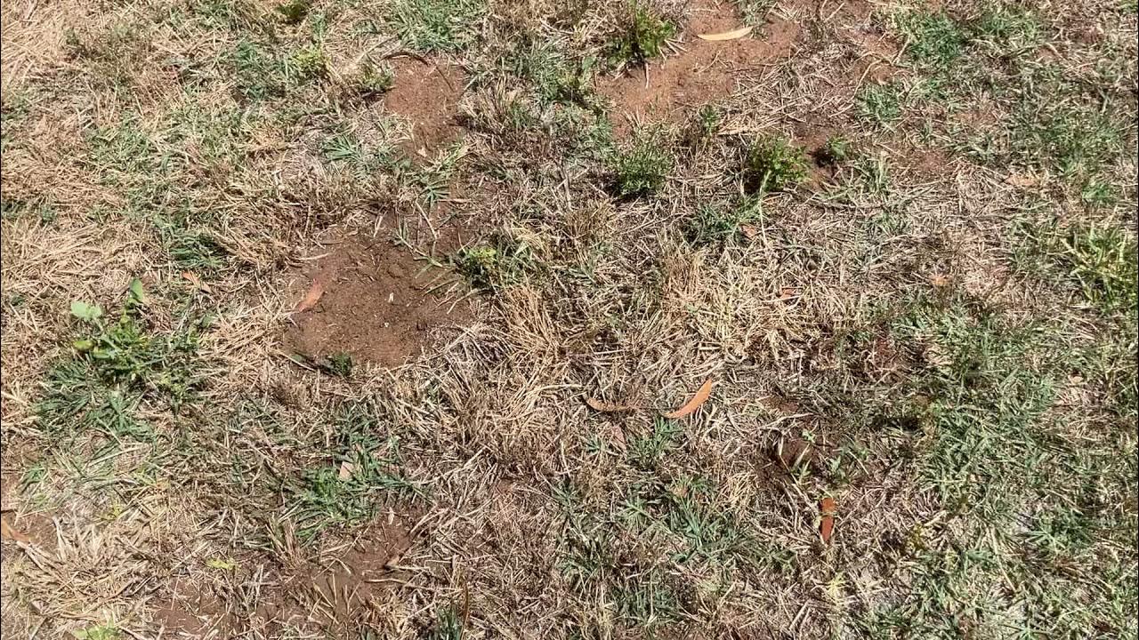 Lawn advice couch or kikuyu, what is it & why is one better? YouTube