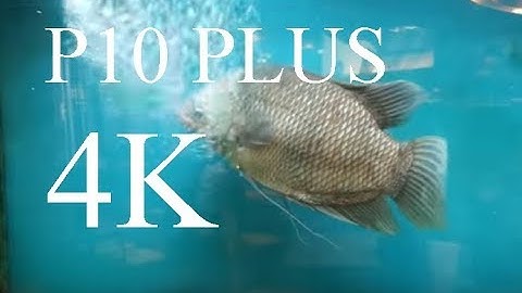 The New Huawei P10 Plus 4K Video Test
