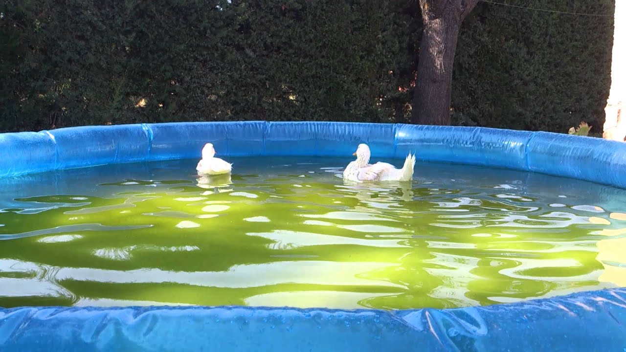 Patos bucenado en la piscina YouTube