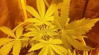 Master kush week 2 of preflower ABD week 3