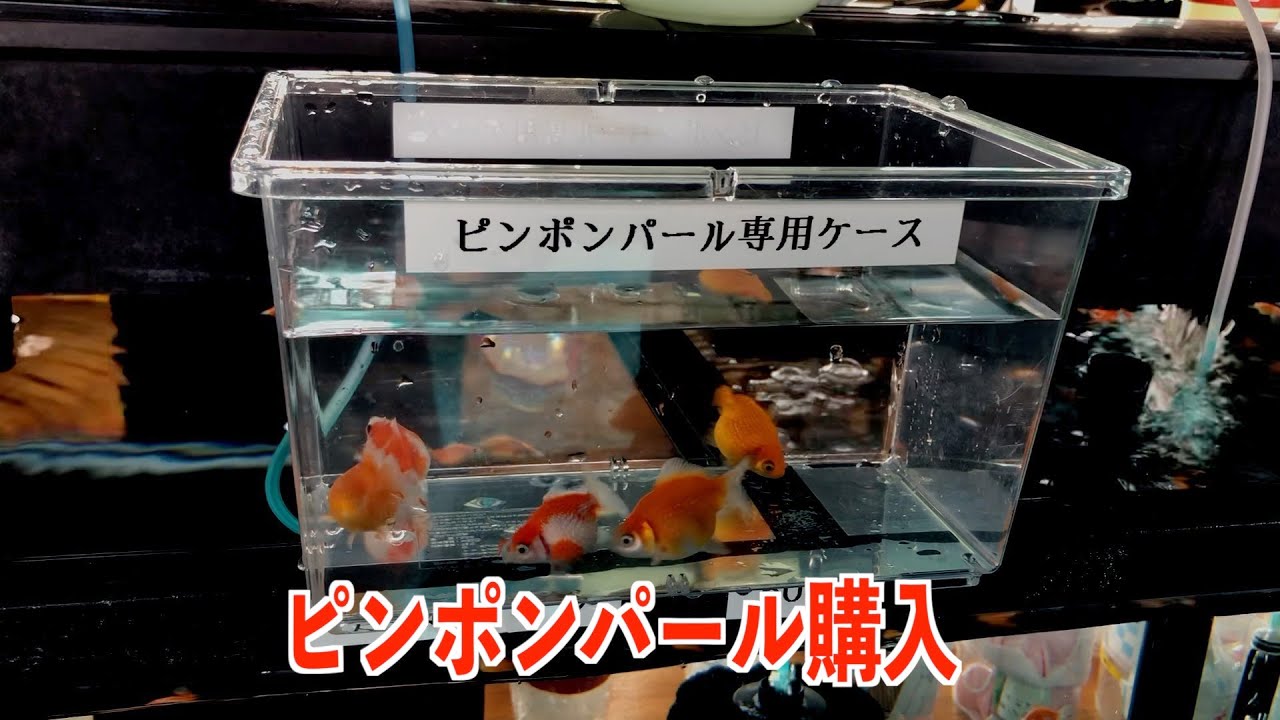 金魚 小さなピンポンパール パンダ蝶尾購入 またまた弥富の金魚屋さんへ行ってきました Youtube