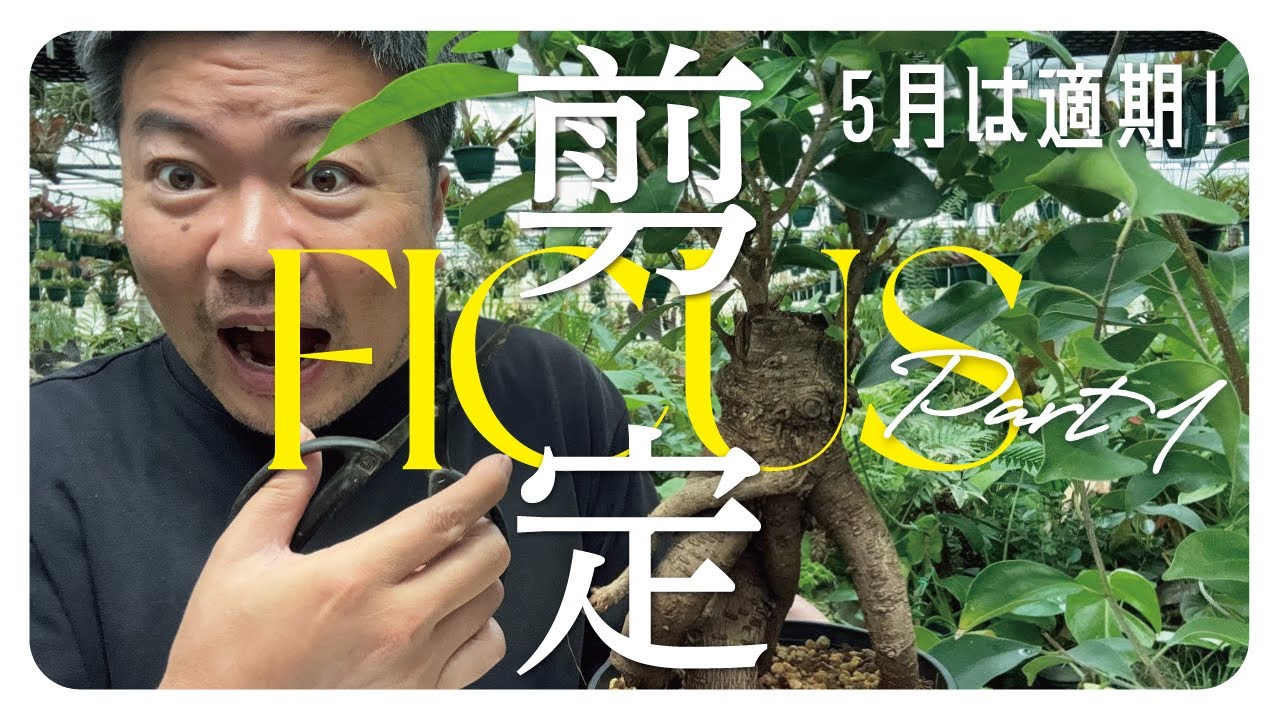 【剪定】伸びたから樹形を整える⁉️今時期の剪定について解説①
