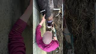 Calving Birds Eye View . #Youtubeshorts #Farming #Cattle