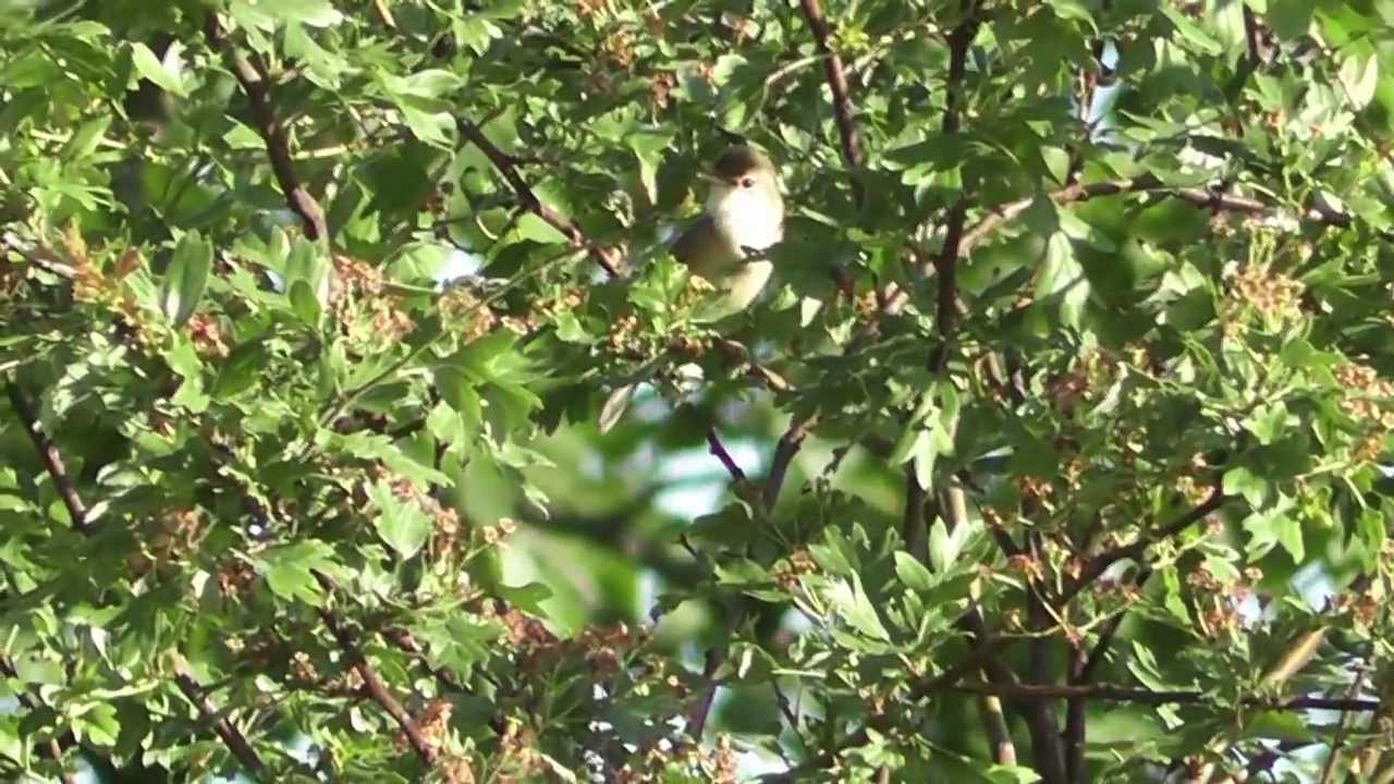 singing Marsh Warbler (Acrocephalus palustris) part 1 
