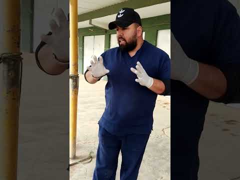 مرض طفيليات الدم مرض ابوصفار في الابقار شرح مبسط عن مرض ابو صفار    