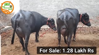 ?For Sale: Price 1.28 Lakh Rs?2nd Timer Murrah Buffalo for sale in Jind, Haryana. (9350652065)?
