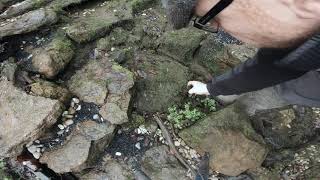 Pondless Waterfall Maintenance, Got algae in a water feature