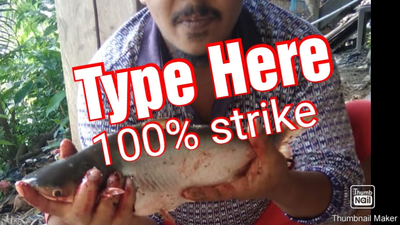 Umpan jitu untuk ikan patin dijamin 100% strike