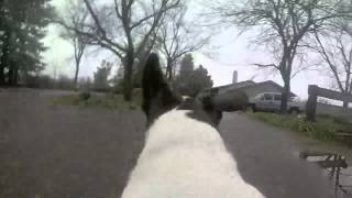 Gopro Dog Cam - Foss Greeting Visitors