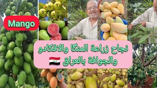 زراعة المنگا أو المانجو Mango المنجا  المنكا  في العراق ?? تزرع وتباع مطعمة بأسعار مناسبة