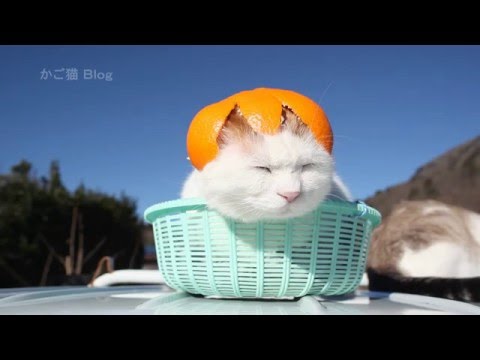 のせ猫 X みかん帽子16 Cat And Orange 16 5 Youtube のせ猫 X みかん帽子16 Cat And Orange 16 5 Youtube