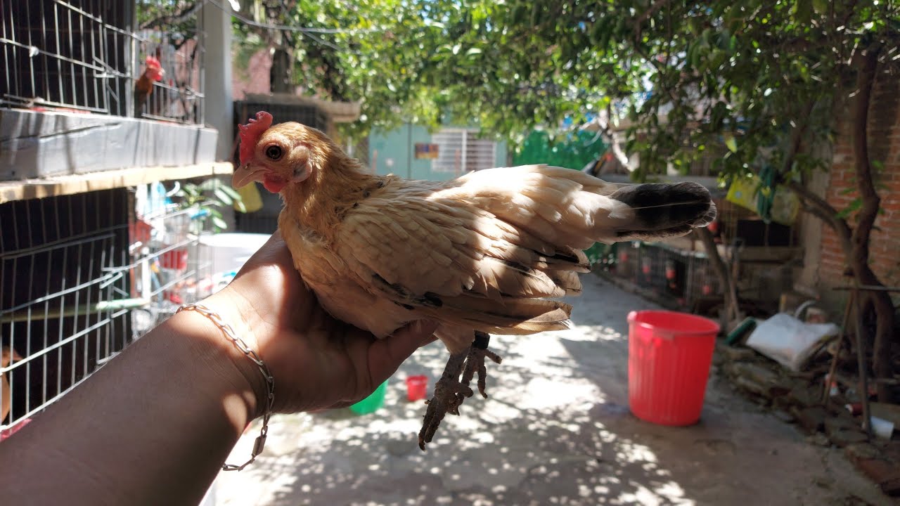Que Obtenemos si Cruzamos Un Gallo Colorado Y Una Gallina NEGRA MIRA