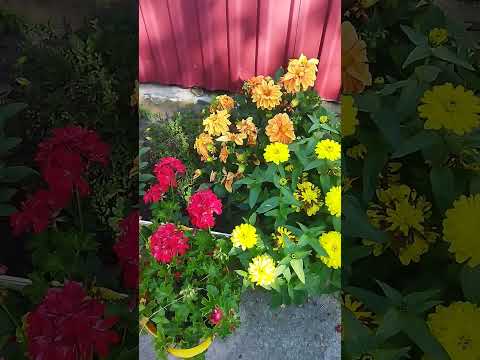 Flowers Music Ukraine