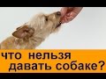 что нельзя давать собаке