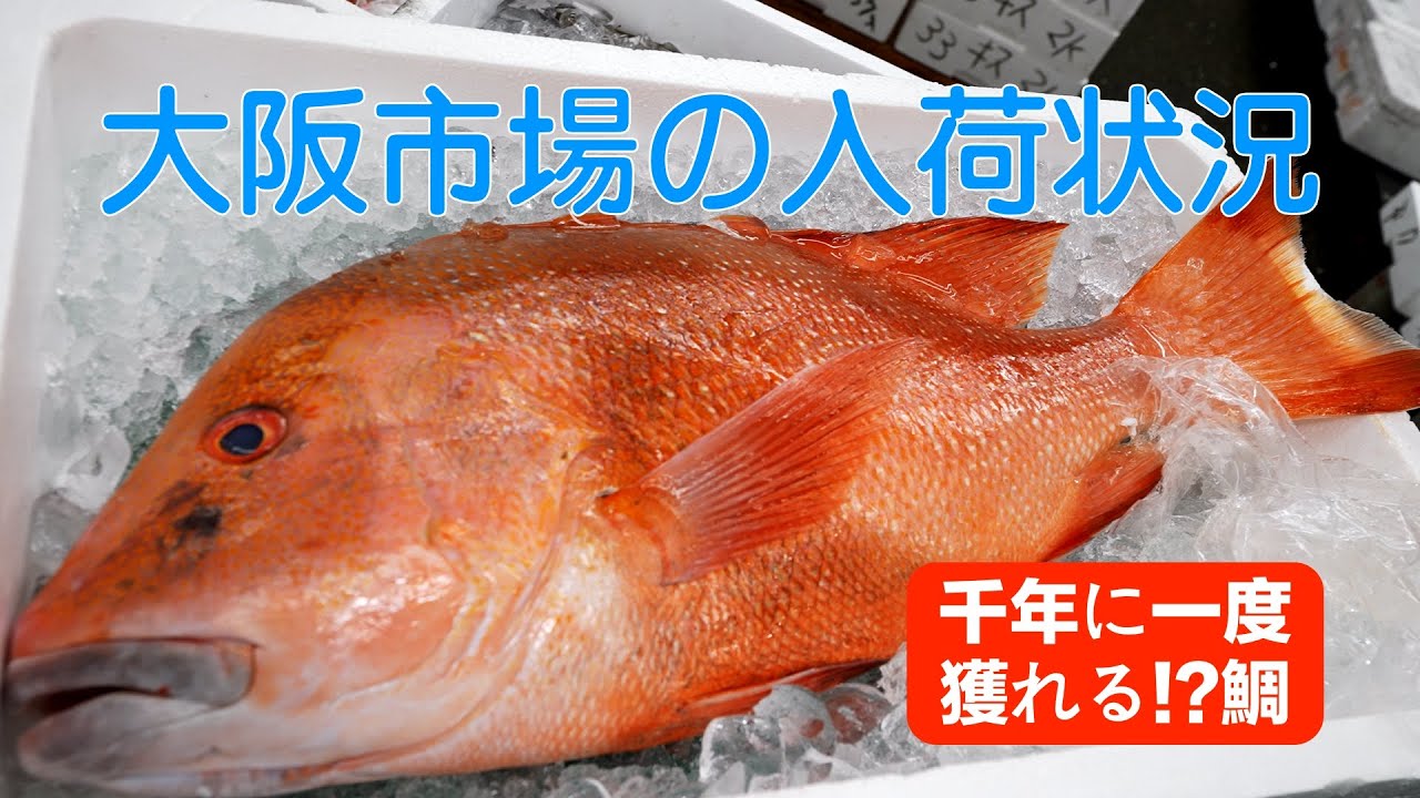 中央市場】名前が凄い センネンダイはそれでも珍しい高級魚Sennen-dai
