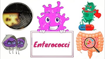 Enterococci : Enterococcus faecalis and E. faecium (English) - Medical Microbiology