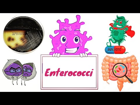 Enterococci : Enterococcus faecalis و E. faecium (انگلیسی) - میکروبیولوژی پزشکی