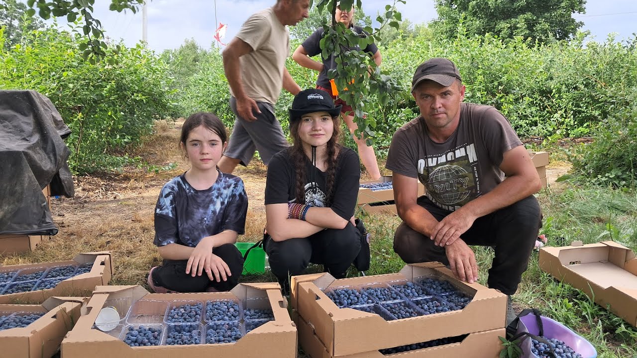 Іду з доньками на заробітки, собираєм лохину. Скільки ж можна заробити цього року?