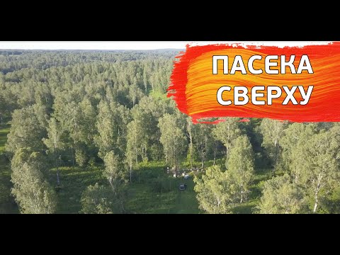 Лесная пасека с