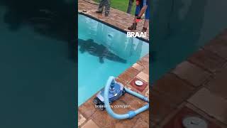 Giant Nile Crocodile found in family's pool 🐊