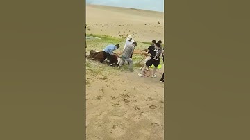 Save the cattle that are stuck in the quagmire