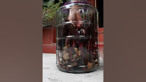 Cách ngâm rượu nấm ngọc cẩu