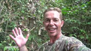 Wild Orangutans of Borneo #monkey #funnyanimals #funnymonkeys #wild #orangutan
