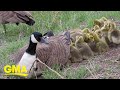 Gaggle of goslings snuggle under mom’s wing for nap time l GMA