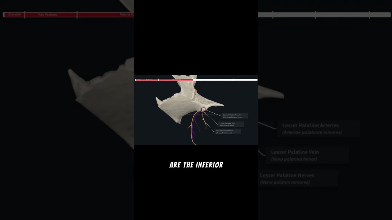 Lesser palatine Foramen: Small Opening with Big Functions