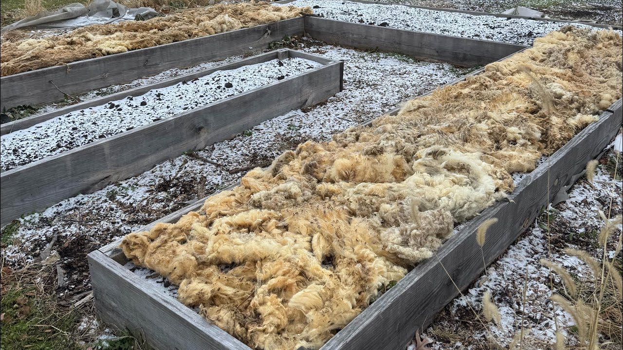 Wool Ground Frame Lambs Wool Ground Cover for Garlic & Rosemary - YouTube