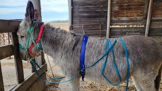 Ground driving donkey