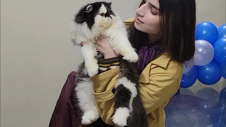 Watch the video about Youngest Stud |He's so young and yet after girls all the time 😃 Furry Persian cat CFA ®️ Cat #fatcat