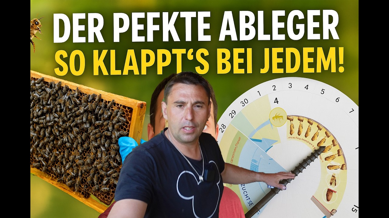 Ableger bilden ohne Fehler – Schritt für Schritt zum Erfolg  Bienenableger ganz einfach